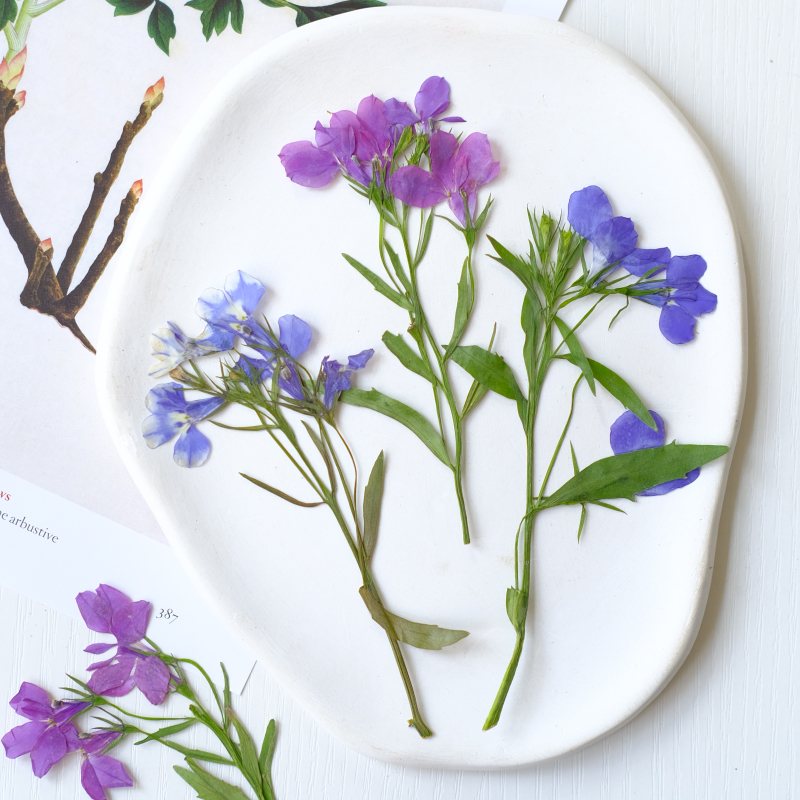 6pcs/8-13cm,nature Lobelia Eri - Dried Flower Bookmark ulasan dan harga