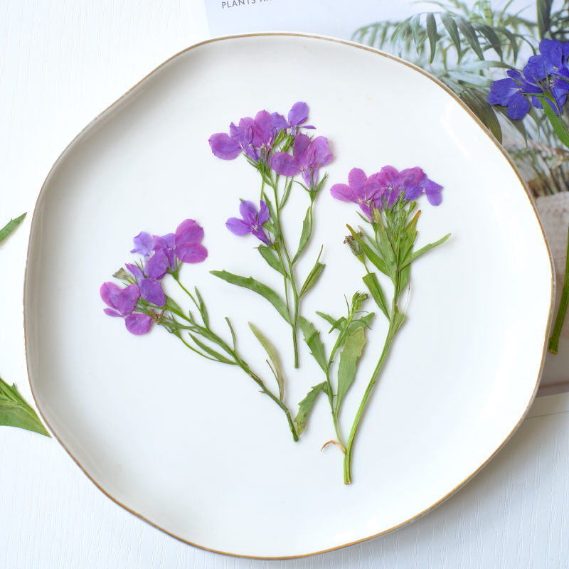 6pcs/8-13cm,nature Lobelia Eri - Dried Flower Bookmark ulasan dan harga