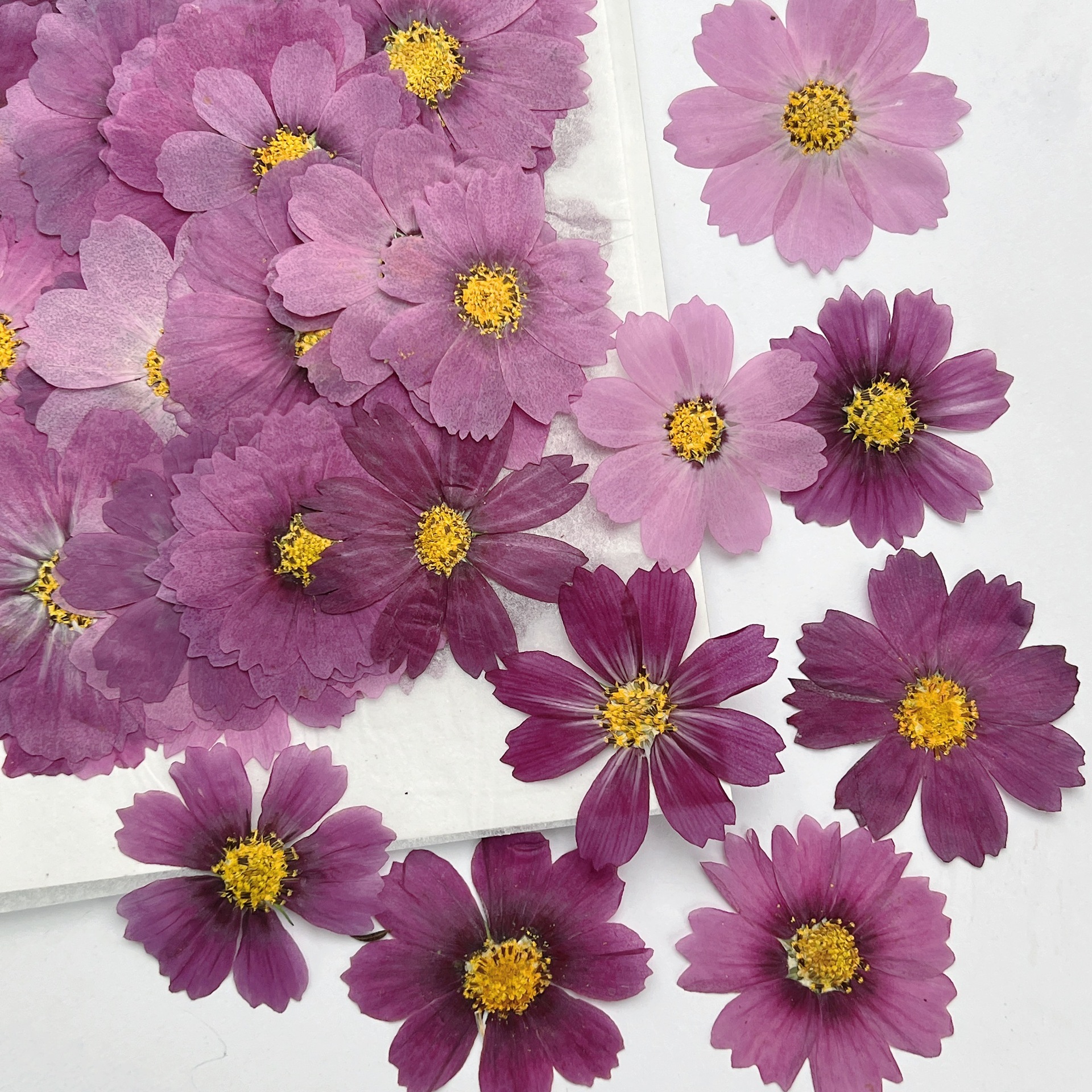 100Pcs Cosmos Dried Flower Pre - Dried Flower Bookmark ulasan dan harga