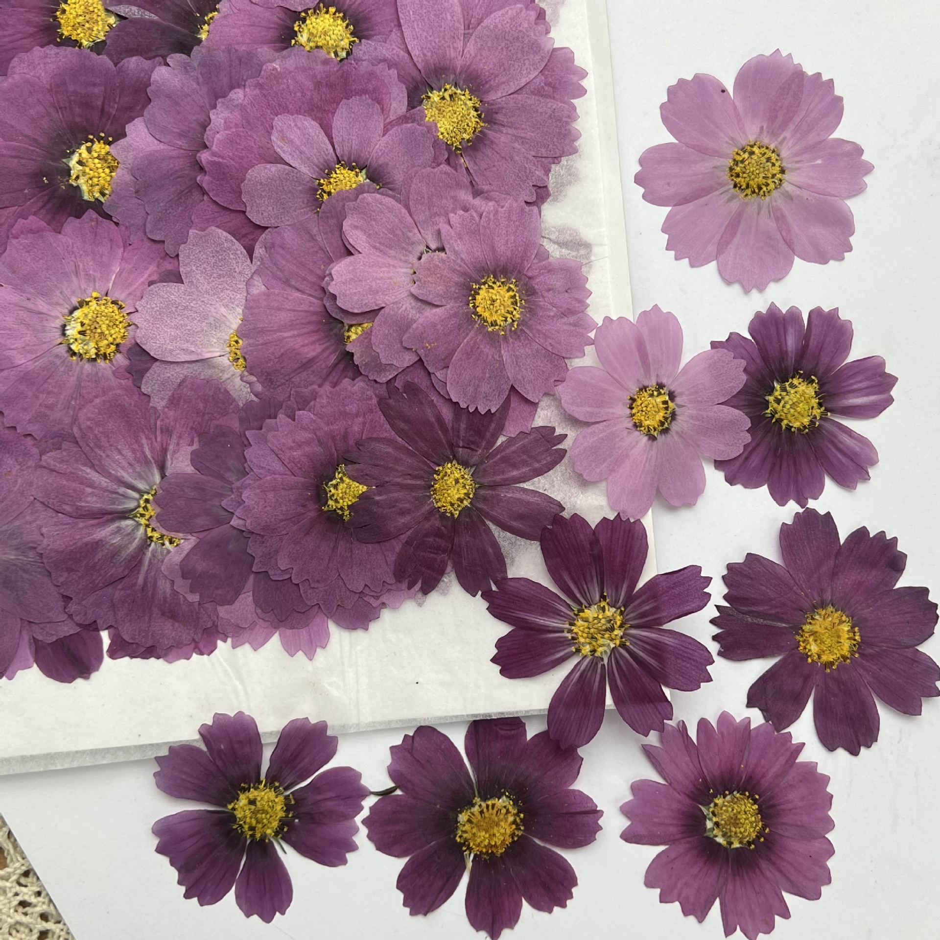 100Pcs Cosmos Dried Flower Pre - Dried Flower Bookmark ulasan dan harga