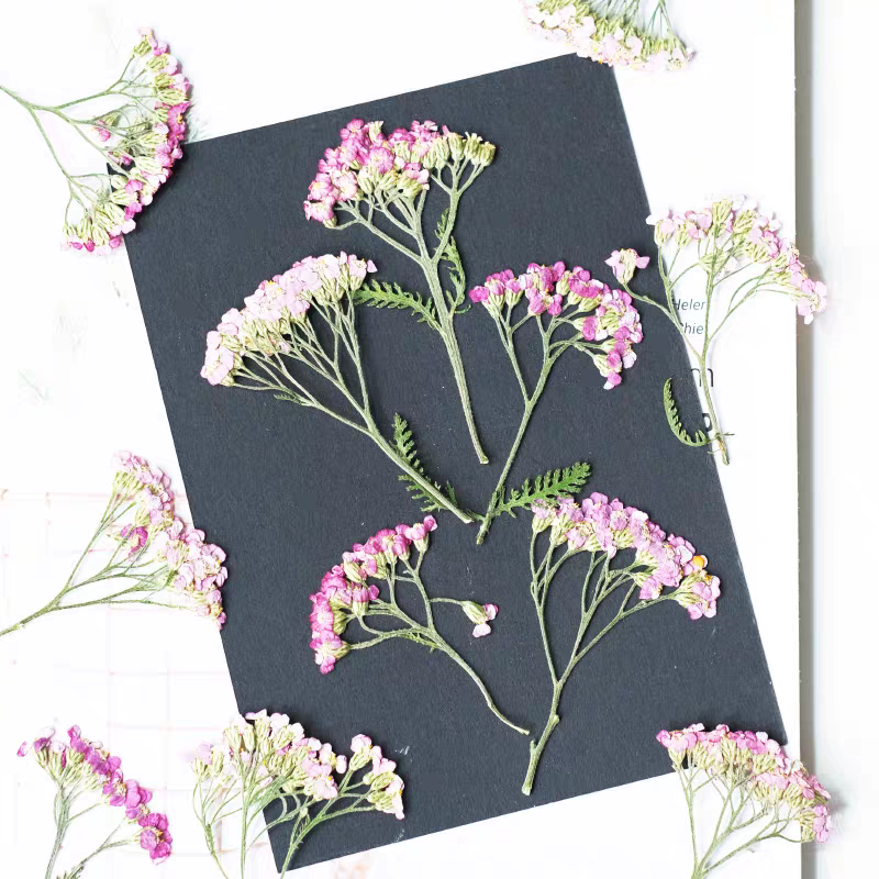 60pcs Pressed Dried Yarrow Ach - Dried Flower Bookmark ulasan dan harga